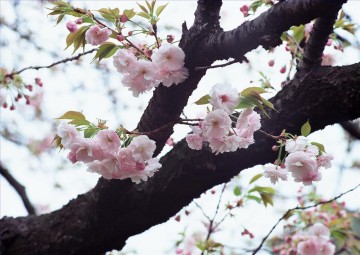 リアルな写真から Painting - 桜の花の絵画 写真からアートへ